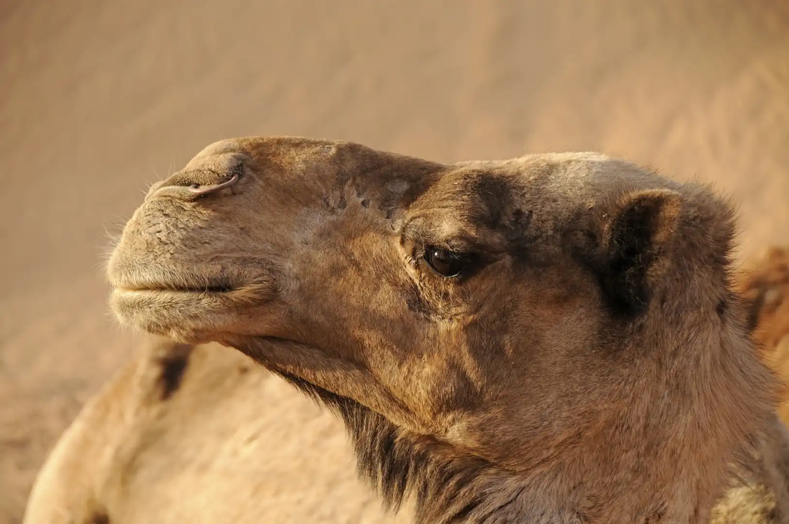 Pasqual Canet - Imagen de camello